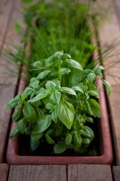 Basil and parsley on a table Stock Photos