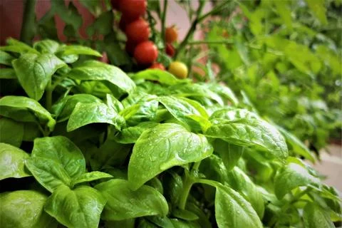 Basil and Red ripe cherry tomatoes with branches on tree Foto stock