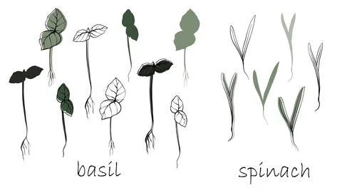 Basil and spinach Sprouts, microgreens vector hand drawn illustration. Contour Stock Illustration