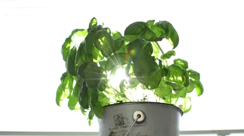 Basil and sunblind Stock Footage 47757386