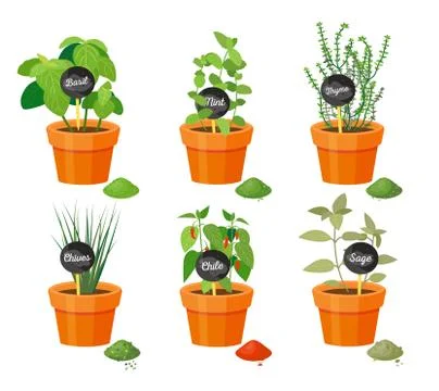 Basil and Thyme Collection Vector Illustration 스톡 일러스트