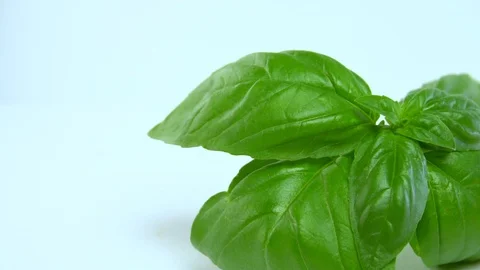 Basil and Tomatoes Stock Footage 94445763