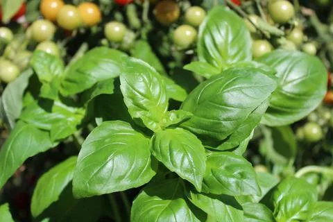 Basil and tomatoes Stock Photos