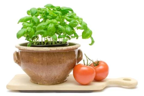 Basil and Tomatos Isolated on a White Background Stock Photos