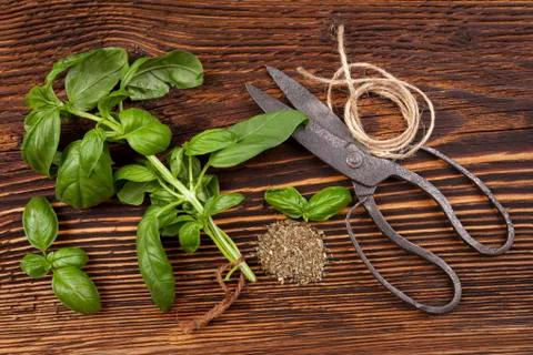 Basil, Aromatic culinary herbs. Stock Photos