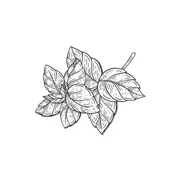 Basil aromatic herb leaves, hand drawn engraving vector illustration isolated. 스톡 일러스트