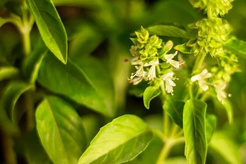 Basil background for use in any design Stock Photos