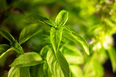Basil background for use in any design Stock Photos