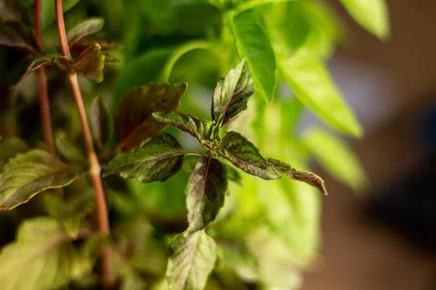 Basil background for use in any design Stock Photos