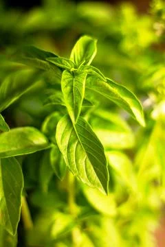 Basil background for use in any design Stock Photos