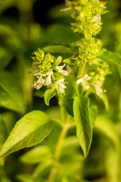 Basil background for use in any design Stock Photos