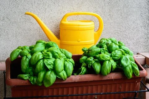 Basil in the balcon 写真素材
