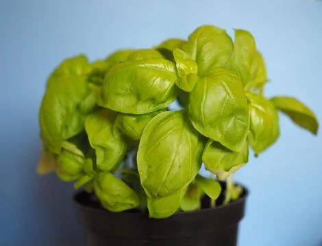 Basil (Basilicum) plant Stock-Fotos