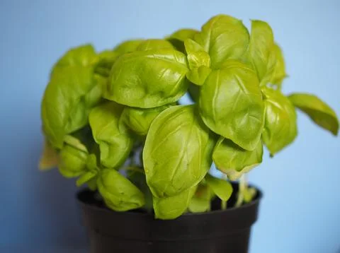 Basil (Basilicum) plant Stock Photos