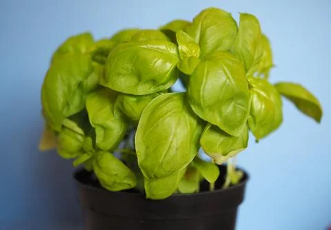 Basil (Basilicum) plant Stock Photos