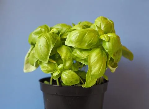 Basil (Basilicum) plant Stock Photos