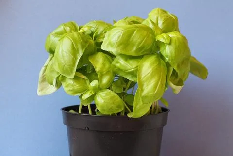 Basil (Basilicum) plant Foto stock