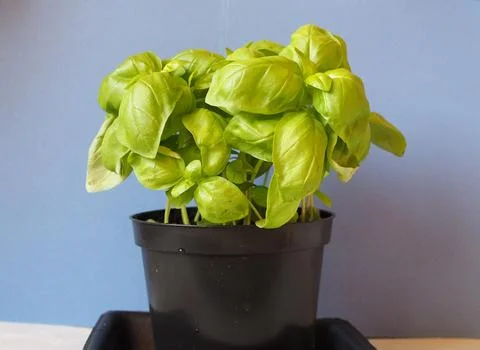 Basil (Basilicum) plant Fotos Stock