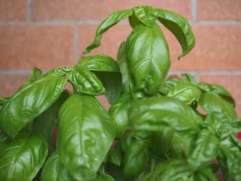 Basil (Basilicum) plant Foto stock