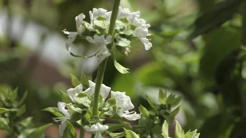 BASIL BEES WITH POLLEN FLYING SLO MO Stockbeeldmateriaal 206836062