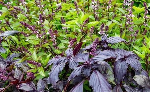 Basil blooming. Stock Photos