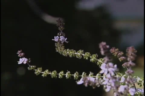 Basil blooms focus pull 库存影片 11667324