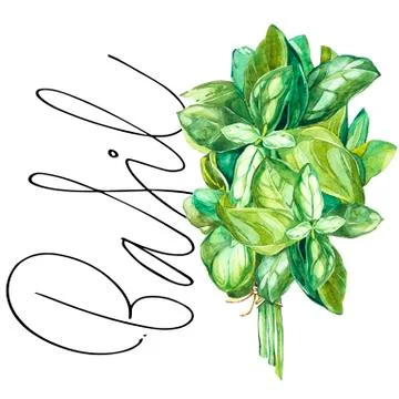 Basil. Botanical drawing of a basil leaver. Watercolor beautiful illustration of Stock Illustration