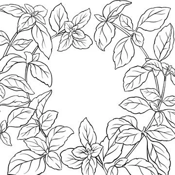 Basil Branch with Leaves Outline Frame. Stock Illustration