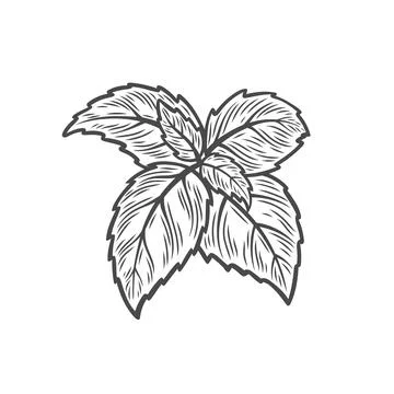 Basil branch in line drawing style Stock Illustration