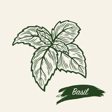 Basil branch in line drawing style Stock Illustration