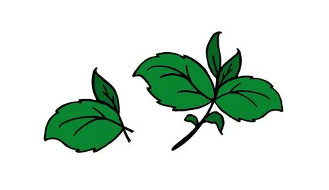 Basil branch for restaurant menus Vector  hand drawn Stock Illustration