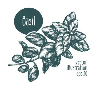 Basil branch. Vector illustration for design menu, packaging and recipes. Hand Stock Illustration