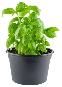 Basil. Bunch of fresh basil in a pot. Grow herbs basil plant Stock Photos