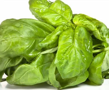 Basil bunch with paper Stock Photos