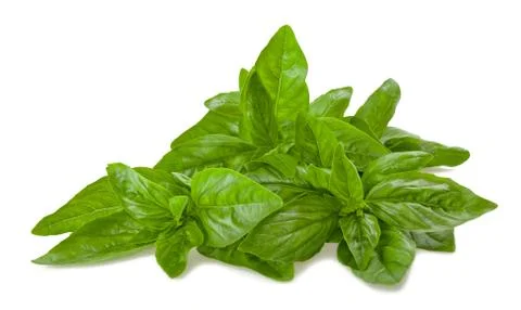 Basil bunch Stock Photos