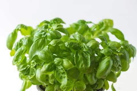 Basil bush on white background Stock Photos