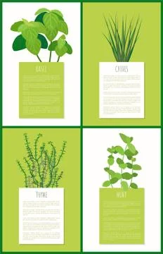 Basil Chives Thyme and Mint Aroma Spices Plants Stock Illustration