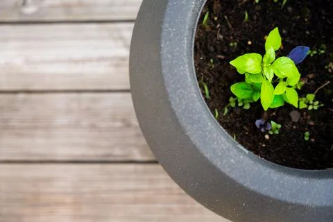 Basil in a circle pot on a terrace Stock Photos