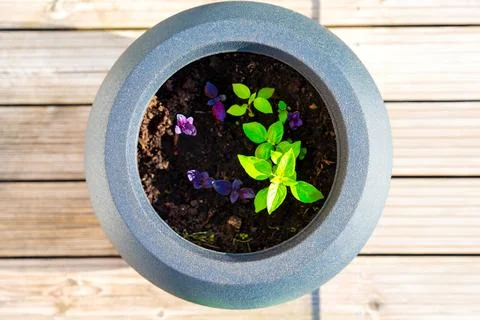 Basil in a circle pot on a terrace Stock Photos