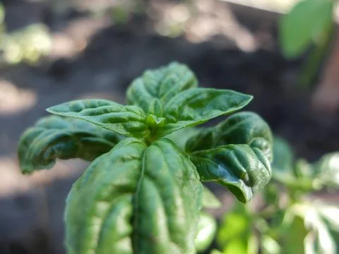 Basil close-up on a blurred background Stock Photos