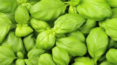  BASIL IN CLOSE UP MACRO TRACKING SHOT OVERHEAD Vidéo 62231909