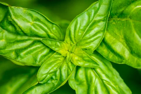 Basil, closeup of the leaves Stock Photos