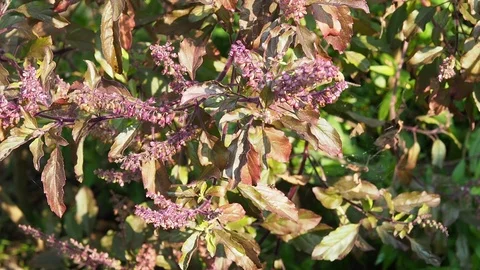 Basil. Closeup of thai holy basil plants organic vegetable acreage herb. Stock Footage 107427252