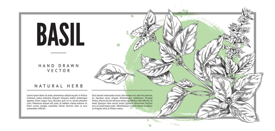 Basil cooking herb background with square border, sketch vector illustration. Stock Illustration