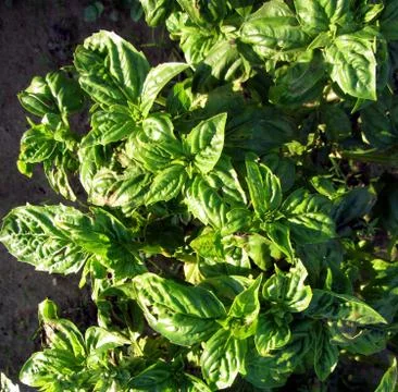 Basil cultivated in open field Stock Photos