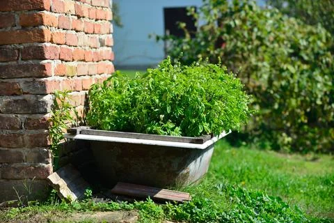 Basil cultivation Stock Photos