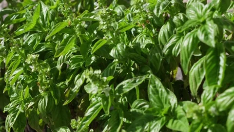 Basil cultivation in a pot Stock Footage 289001456