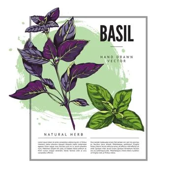 Basil decorative background with square frame, hand drawn vector illustration. Stock Illustration