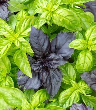Basil of different varieties in the garden Stock Photos