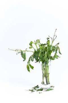 The basil dry out Stock Photos